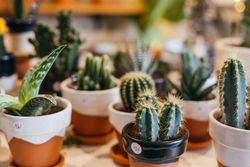 Cute cacti and plants on display in flower shop