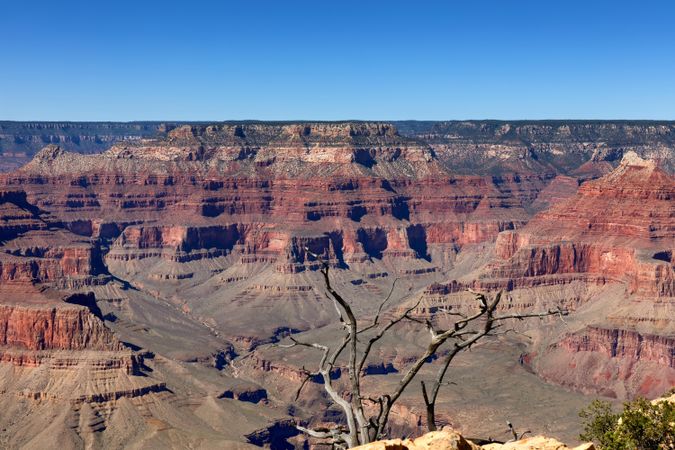 Grand Canyon with dead tree in front