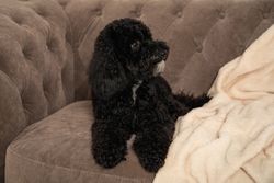 Cute toy poodle lying on sofa