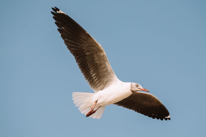 Seagull flying in blue sky