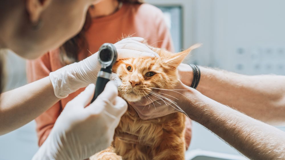 Veterinarians Examining the Eyes of a Pet Maine Coon with an Otoscope with a Flashlight.