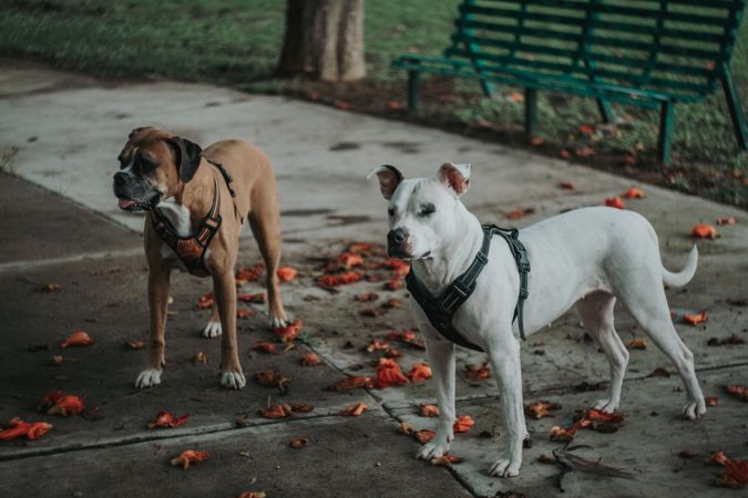 Boxer dog walking with Staffordshire terrier in street