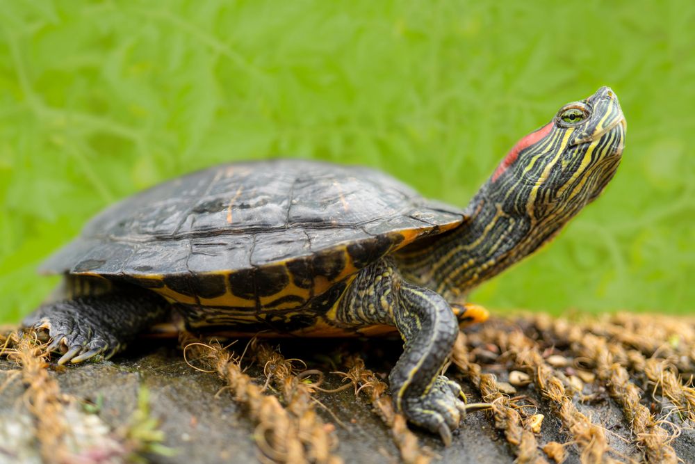 Brown turtle on brown rock