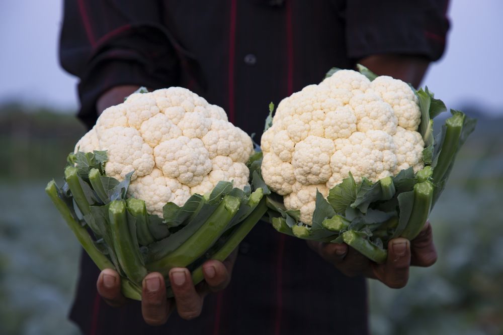 Farmer hand holding Fresh organic Tow Cauliflower with the blurry background