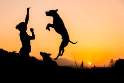 Female playing with dog at hilly area in evening