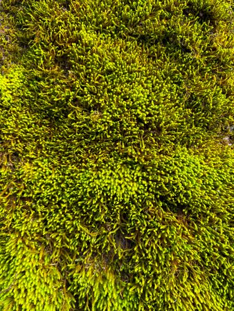 Top view of moss