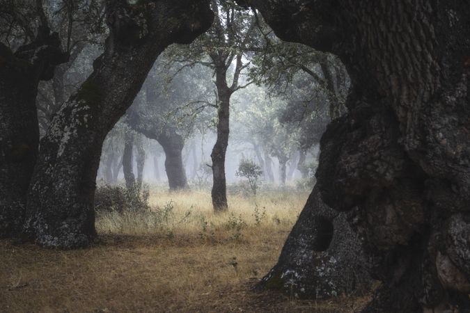 Mysterious woods with aged trees