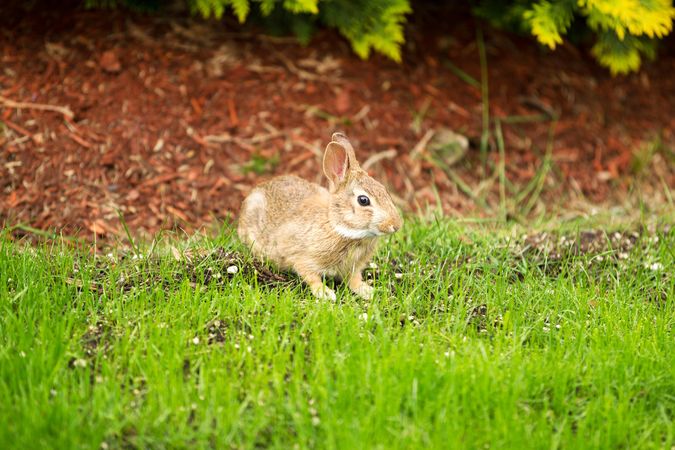 Wild rabbit eating healthy grass out of lawn