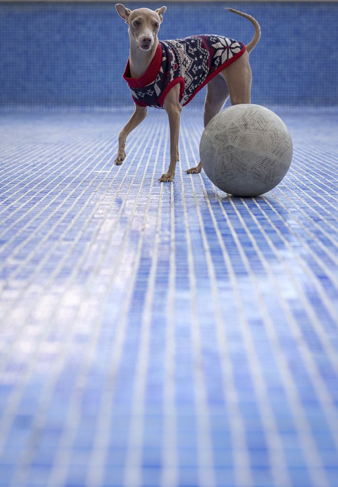 Italian greyhound dog playing in the pool with a ball