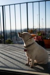 Cute dog sitting in the sun on patio with eyes closed