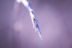 Close up of end of dried plant with selective focus