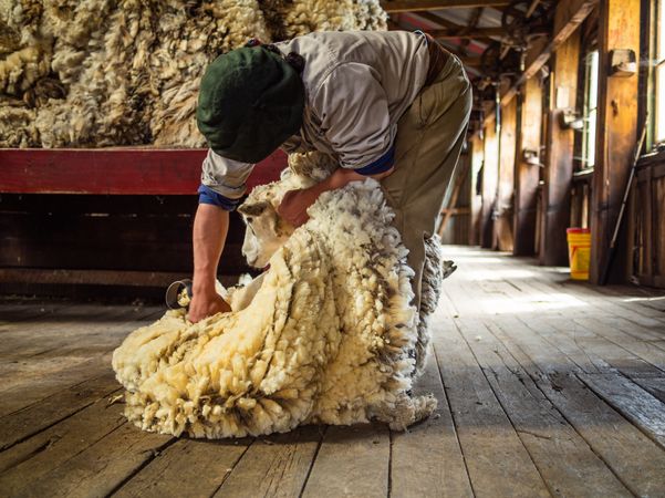El Calafate, Argentina - February, 01 2014: Man with animal coat in barn