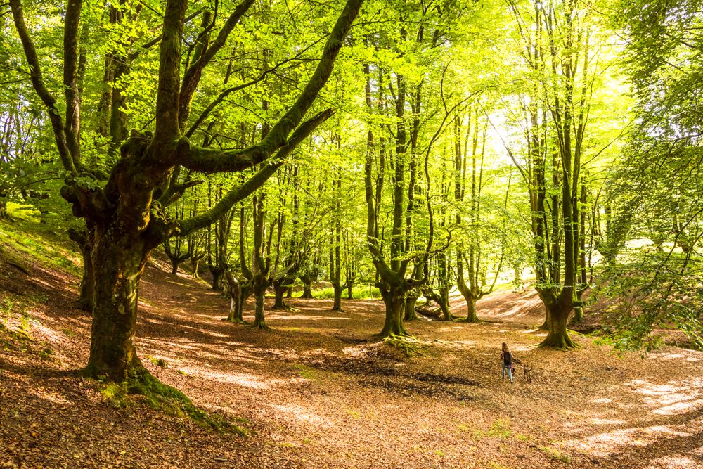 Hiker with dog walking on fairy forest