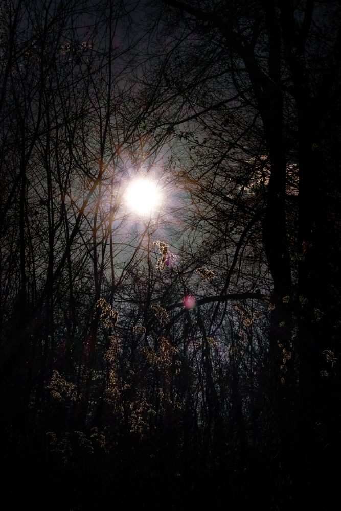 Moonlight through the forest