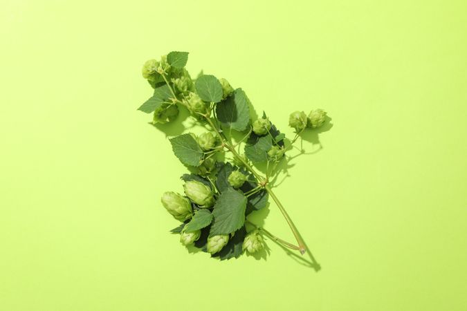 Branch of fresh hop on green background, space for text