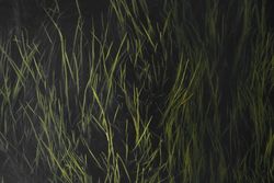 Oblong juicy grass on dark background