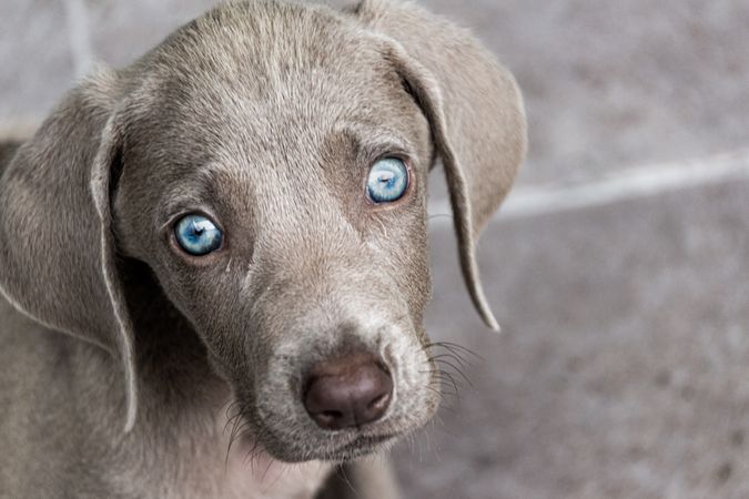 Portrait of dog with blue eyes