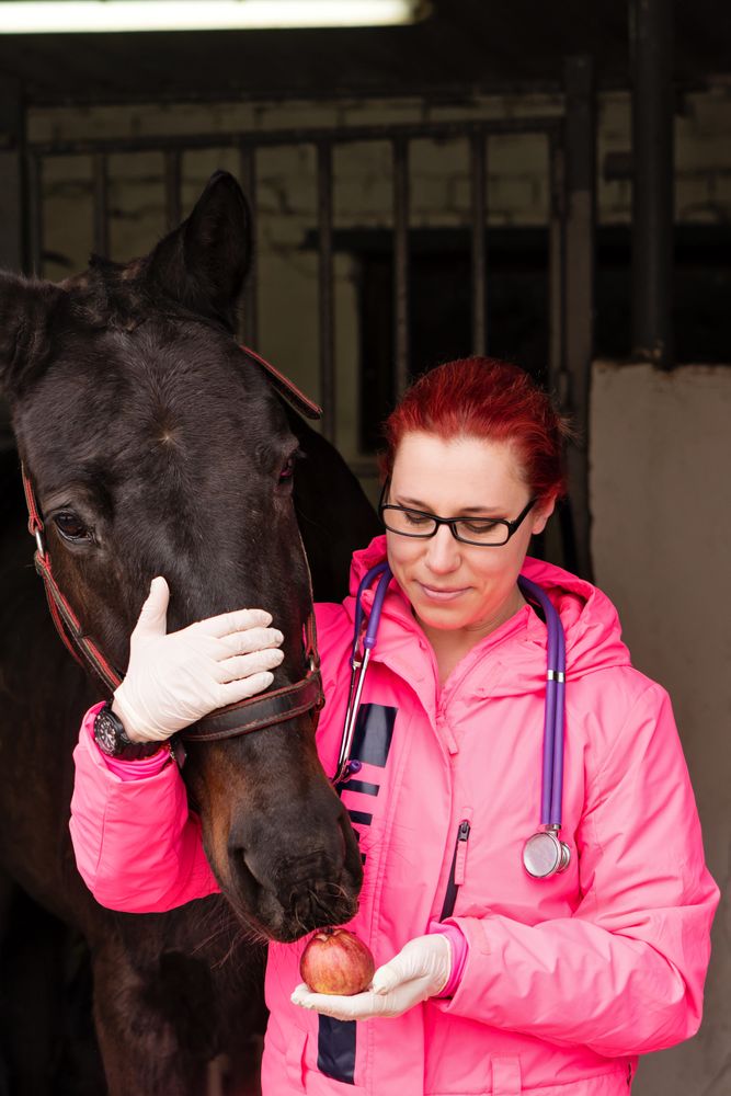 Vet giving an apple as a treat to a horse