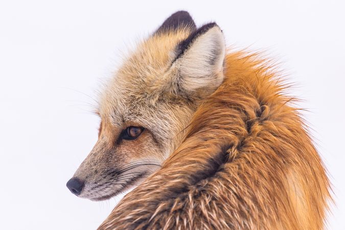 Close up portrait of red fox in Yellowstone National park