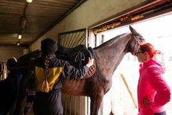 Two people saddling a brown horse in stable.