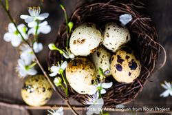 Easter holiday card concept with speckled eggs in nest with cherry blossom 5r99J1