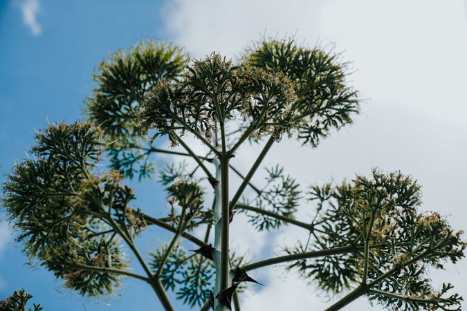 Agave plant flower