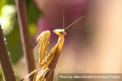 Close up of praying mantis on branch 4j2rx4