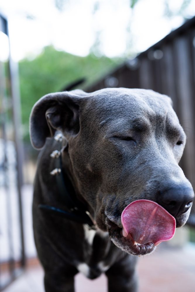 Close up shot of dog with his tongue out and eyes closed