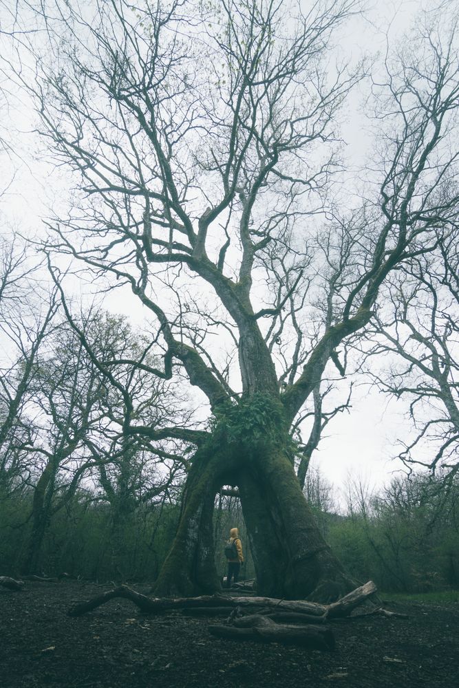 Traveller standing beside old tree covered by moss