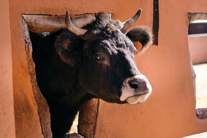 Bull standing in enclosure in ranch on sunny day