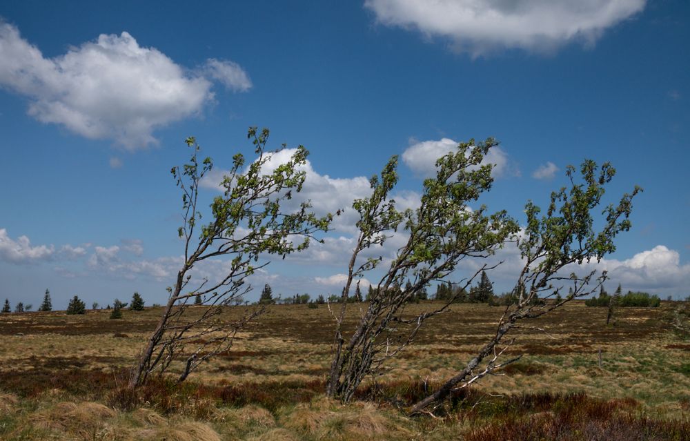 Small trees growing in a field