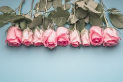 Pink roses on blue background