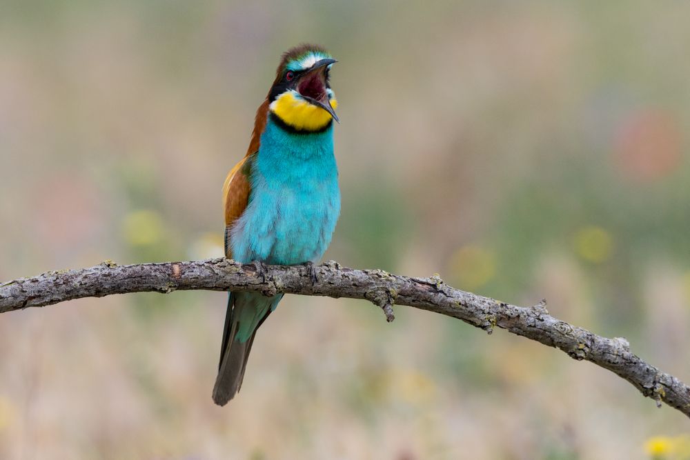 Bird standing on tree branch