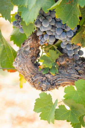 Vineyard with Lush, Ripe Wine Grapes on the Vine Ready for Harvest