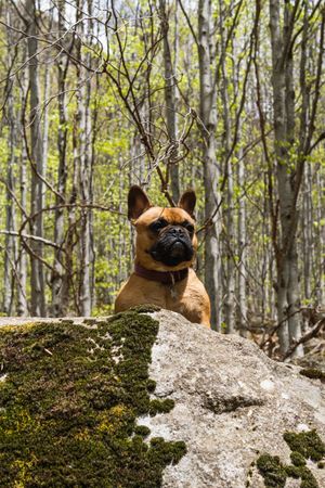 Cute dog in rocky forest in summer