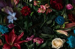 Colorful spring flowers of red, blue, pink, cream on dark background