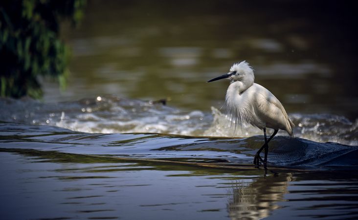 Little egret on water