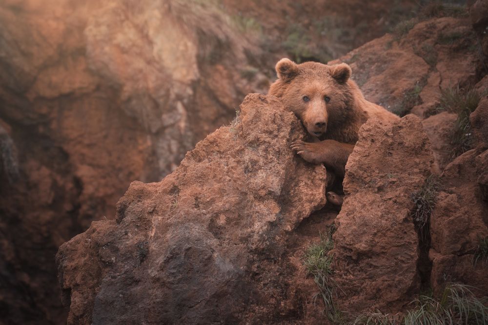 Brown bear walking in rocky terrain