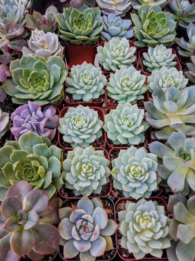 Succulents in pots