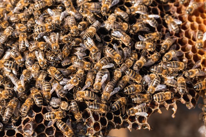 Bees on honeycomb in apiary