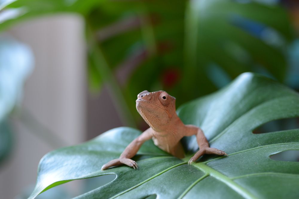 Orange lizard on green leaf