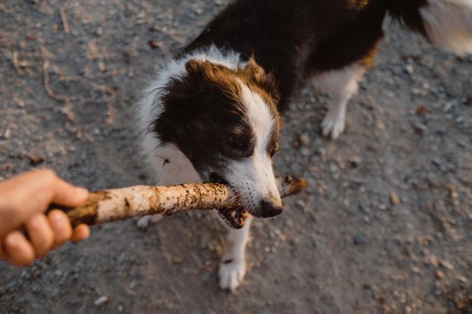 Faceless person having fun with senior Border Collie on road