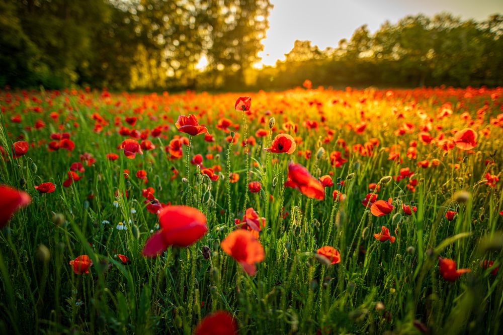 Sun setting over a calm park with red flowers and trees