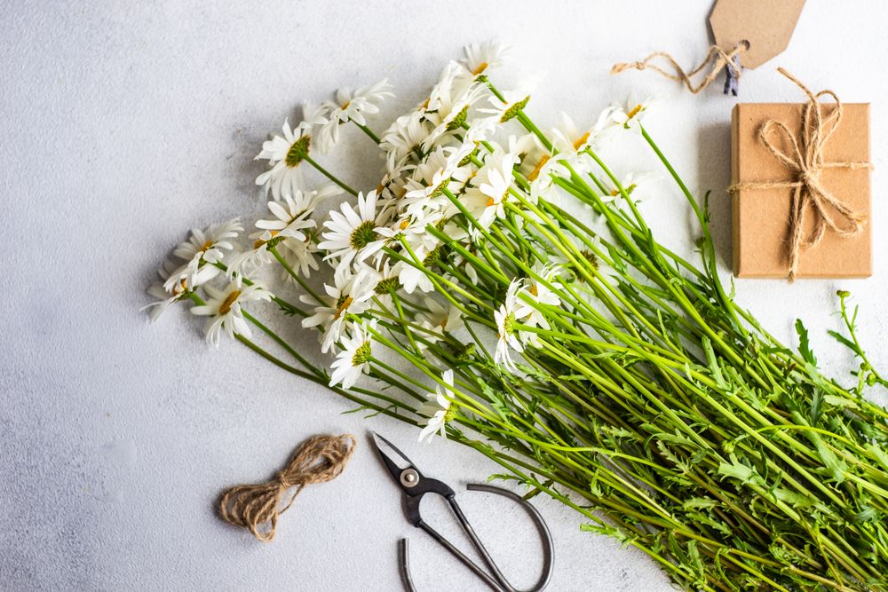 Full daisy flowers scattered on counter ready for floral arrangement