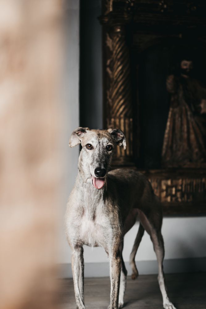 Cute Spanish greyhound relaxing on comfortable cozy home