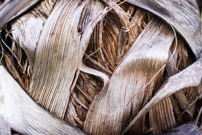 Bark of palm tree texture background