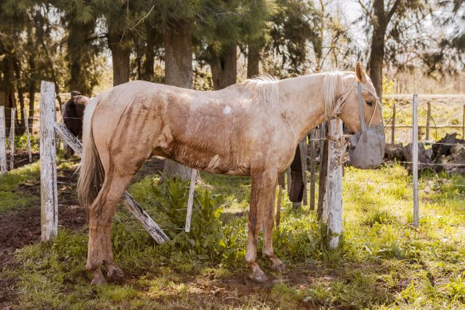 Horses on barnyard