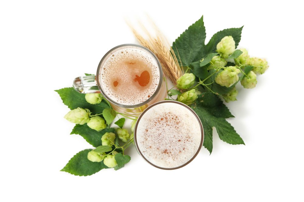 Beer and green hop isolated on light background