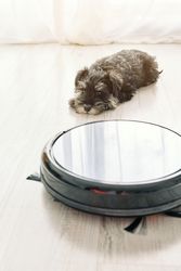 Fluffy Miniature Schnauzer lying near working robotic vacuum