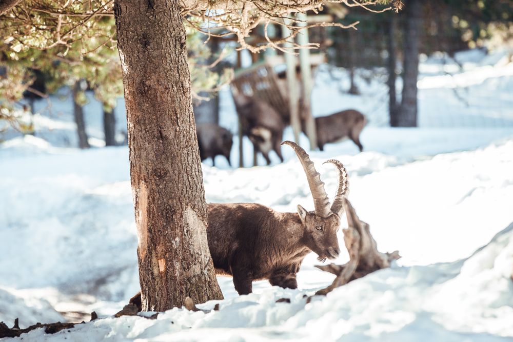 Wild goats pasturing near tree between snow